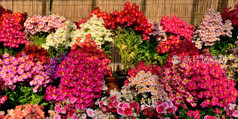 五味子花/蝴蝶花